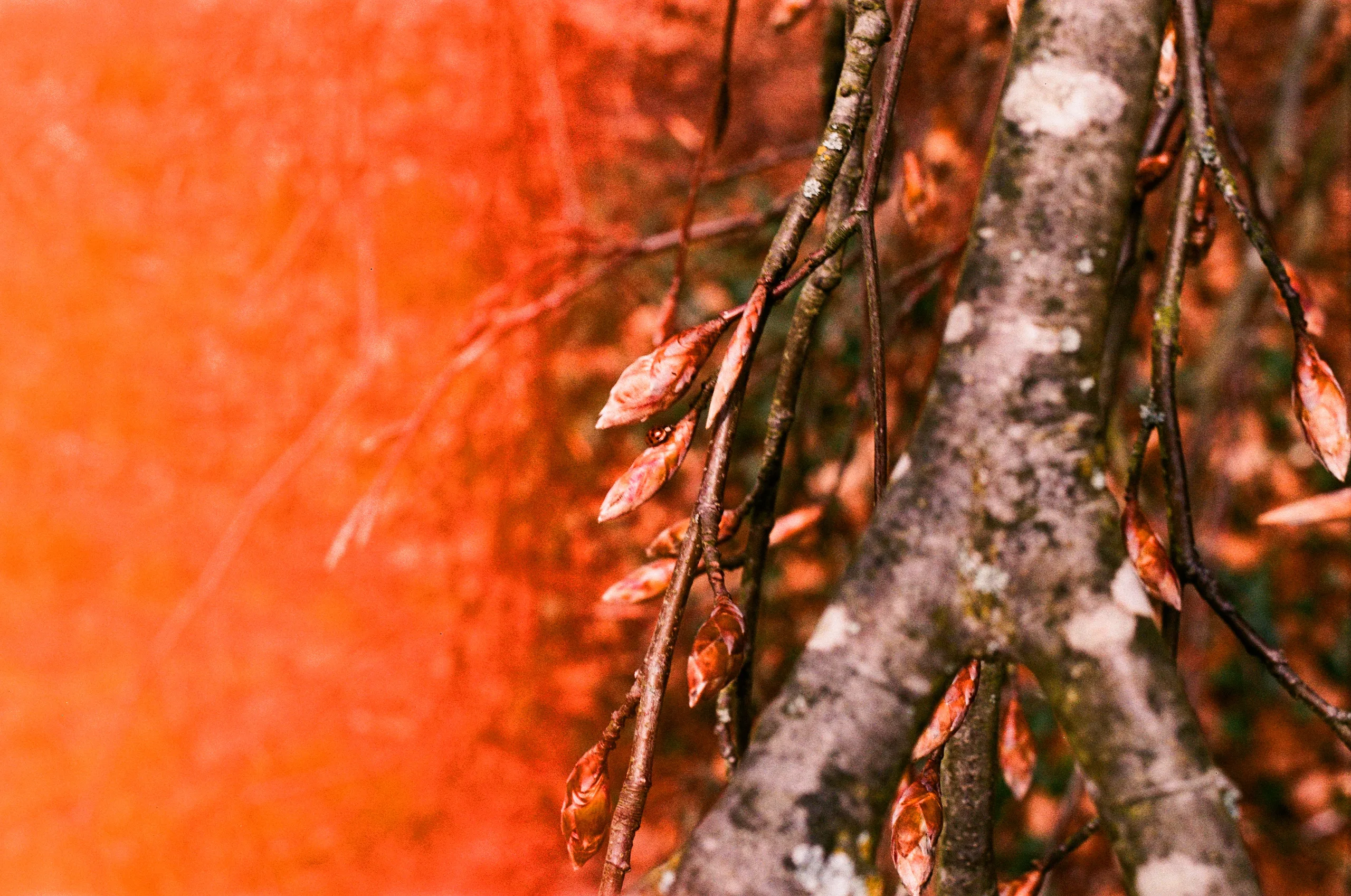 Photo 52 of 117