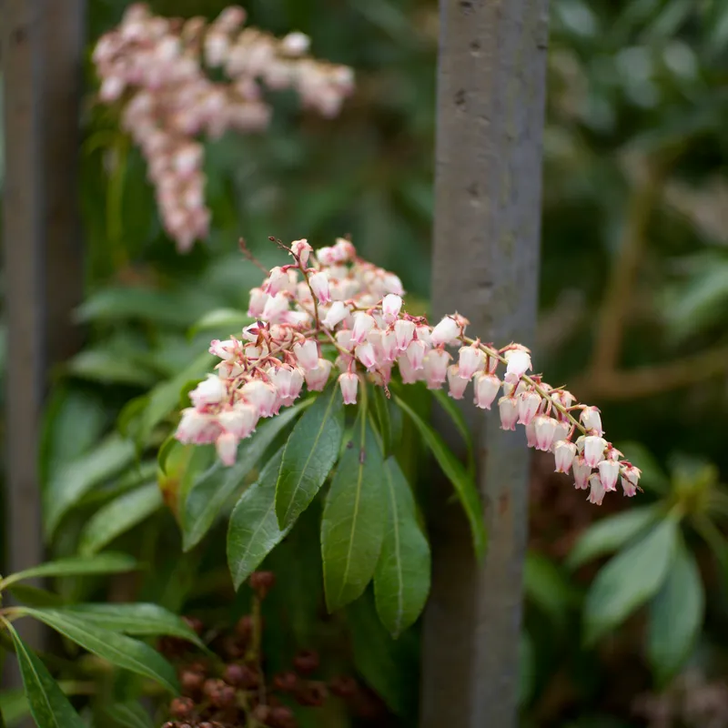 Spring '26 photo 22